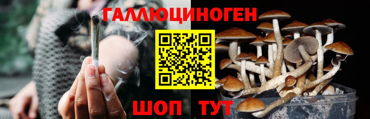 Псилоцибиновые грибы Psilocybe  Вход с VPN  Елабуга 